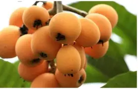 ffa医学上是什么意思-九游体育app